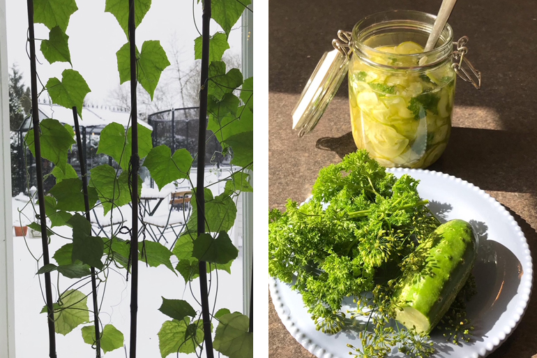 kallsådd i växthus under vinter och tidig vår från Skånska Byggvaror