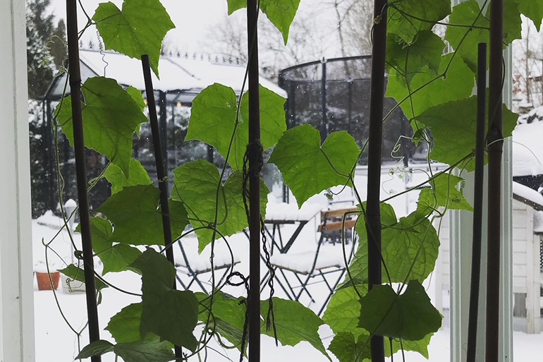 skötsel och odling i växthus under vintern från Skånska Byggvaror