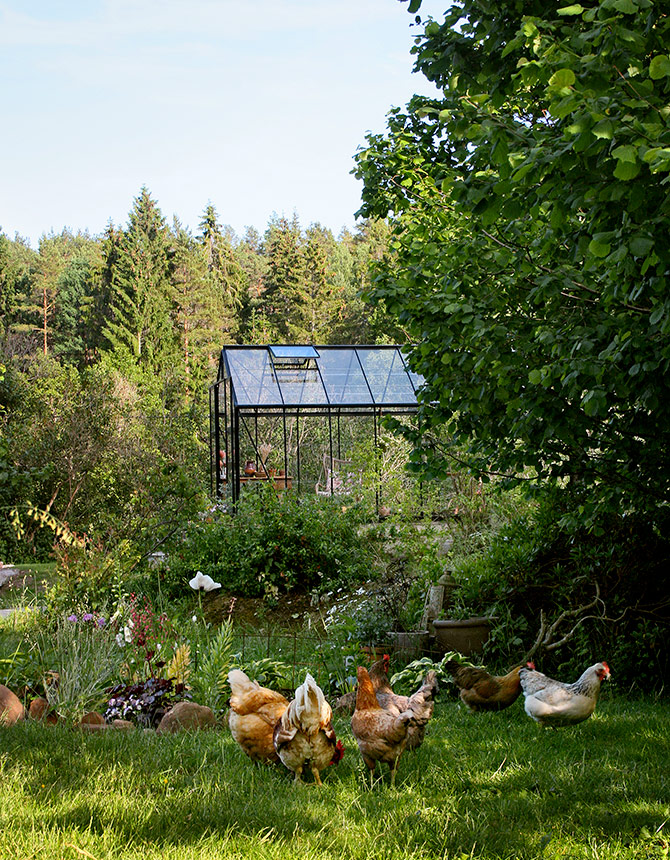 Solig sommarbild på växthuset Odla med några höns i gräset framför.