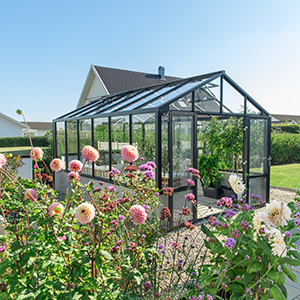 Odla dahlior - floristens bästa tips